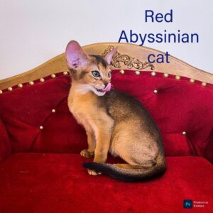 Abyssinian Cats: Sorts, Traits, and Care Information