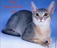 Abyssinian Cats: Sorts, Traits, and Care Information