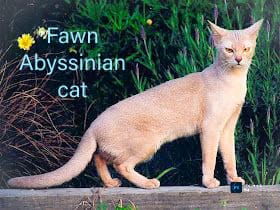 Abyssinian Cats: Sorts, Traits, and Care Information