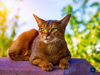 Abyssinian Cats: Sorts, Traits, and Care Information