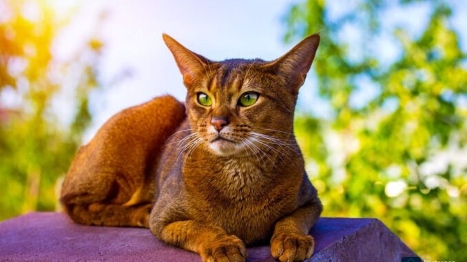 Abyssinian Cats: Sorts, Traits, and Care Information