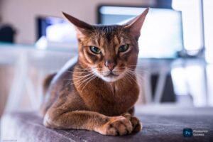 Abyssinian Cats: Sorts, Traits, and Care Information