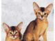 Abyssinian Cat Puppies: A Full Information to These Playful and Clever Felines