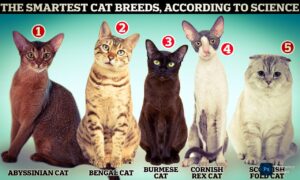 Abyssinian Cat Breeds: A full information about Abyssinian cat breeds"