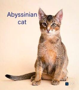 Abyssinian Cat Breeds: A full information about Abyssinian cat breeds"