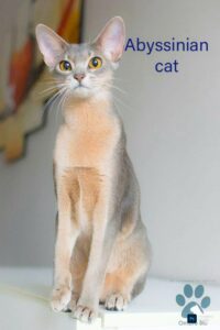 Abyssinian Cat Breeds: A full information about Abyssinian cat breeds"