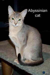 Abyssinian Cat Breeds: A full information about Abyssinian cat breeds"