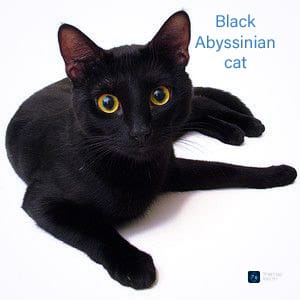 The Elegant Black Abyssinian Cat: A Full Information