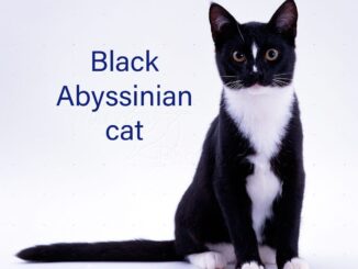 The Elegant Black Abyssinian Cat: A Full Information