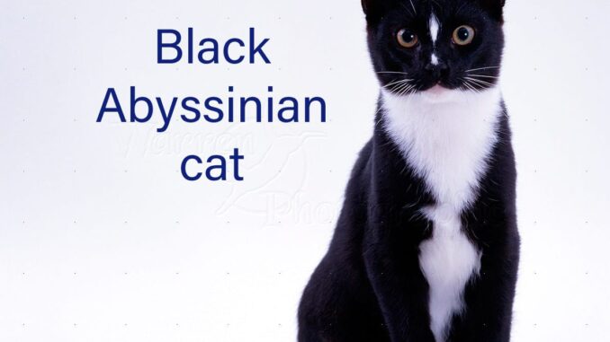 The Elegant Black Abyssinian Cat: A Full Information