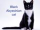 The Elegant Black Abyssinian Cat: A Full Information