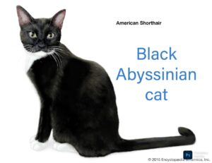 The Elegant Black Abyssinian Cat: A Full Information