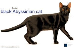 The Elegant Black Abyssinian Cat: A Full Information