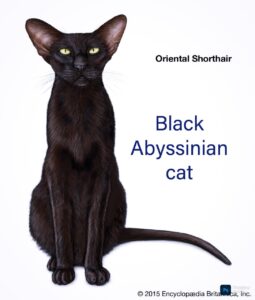 The Elegant Black Abyssinian Cat: A Full Information