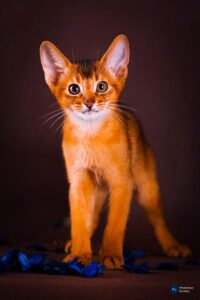 Ruddy Abyssinian Cats: The Warm-Hued Royals of the Feline World