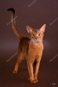 Ruddy Abyssinian Cats: The Warm-Hued Royals of the Feline World