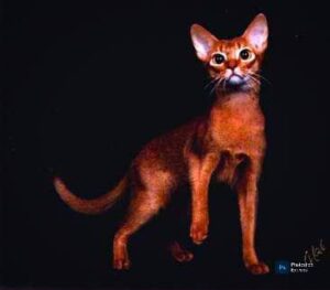 Ruddy Abyssinian Cats: The Warm-Hued Royals of the Feline World