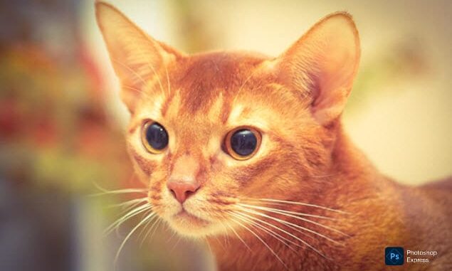 Ruddy Abyssinian Cats: The Warm-Hued Royals of the Feline World