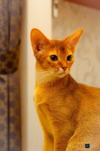 Ruddy Abyssinian Cats: The Warm-Hued Royals of the Feline World