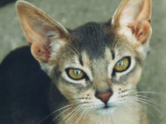 The Blue Abyssinian Cats: An In-Depth Exploration 💙🐾