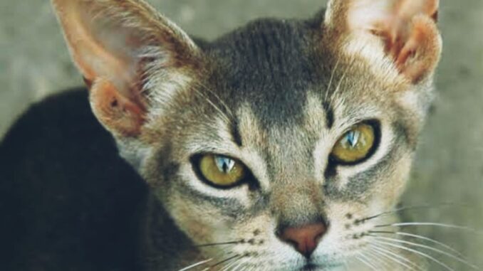 The Blue Abyssinian Cats: An In-Depth Exploration 💙🐾