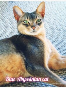 The Blue Abyssinian Cats: An In-Depth Exploration 💙🐾