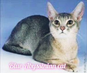 The Blue Abyssinian Cats: An In-Depth Exploration 💙🐾