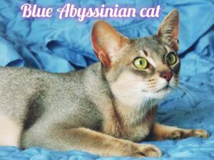 The Blue Abyssinian Cats: An In-Depth Exploration 💙🐾