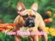 The Fawn French Bulldog: A Full Information to This Cute Breed 🐶