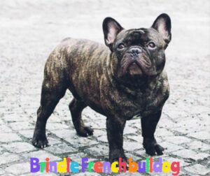 The Brindle French Bulldog: A Complete Information 🐶❤️