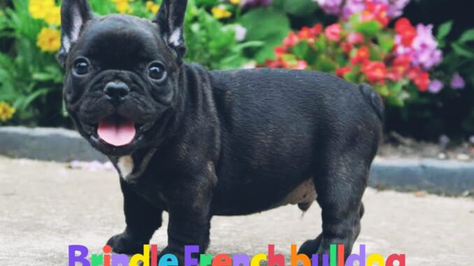 # The Brindle French Bulldog: A Complete Information 🐶❤️