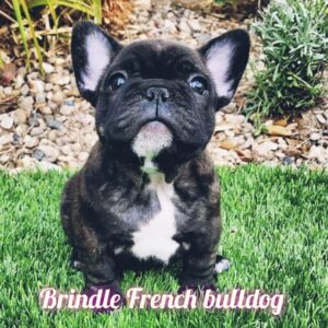 # The Brindle French Bulldog: A Complete Information 🐶❤️