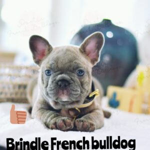 # The Brindle French Bulldog: A Complete Information 🐶❤️