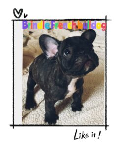 # The Brindle French Bulldog: A Complete Information 🐶❤️