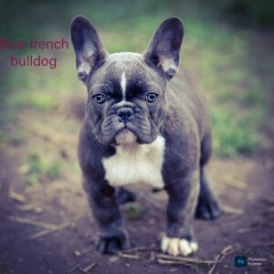 Blue French Bulldog: A Distinctive Breed with a Distinctive Appeal