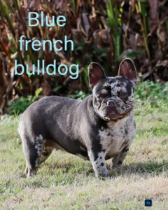 Blue French Bulldog: A Distinctive Breed with a Distinctive Appeal