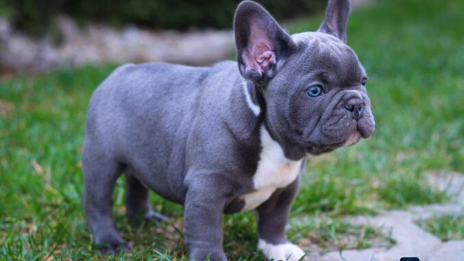 Blue French Bulldog: A Distinctive Breed with a Distinctive Appeal