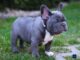 Blue French Bulldog: A Distinctive Breed with a Distinctive Appeal