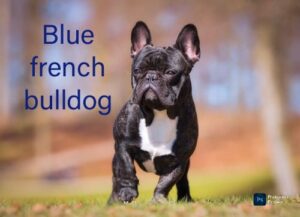 Blue French Bulldog: A Distinctive Breed with a Distinctive Appeal