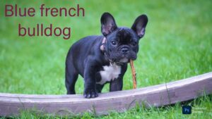 Blue French Bulldog: A Distinctive Breed with a Distinctive Appeal