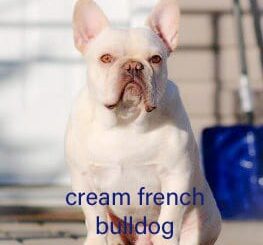 The Lovely Cream French Bulldog: A Complete Information