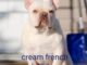 The Lovely Cream French Bulldog: A Complete Information