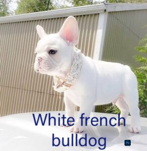 The Enigmatic White French Bulldog: A Complete Information