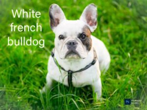 The Enigmatic White French Bulldog: A Complete Information