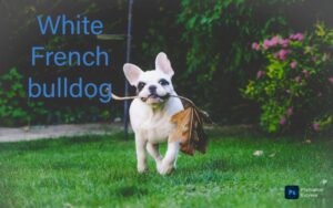 The Enigmatic White French Bulldog: A Complete Information