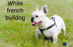 The Enigmatic White French Bulldog: A Complete Information