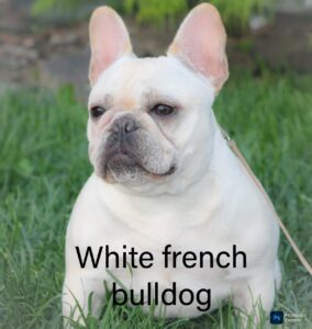 The Enigmatic White French Bulldog: A Complete Information