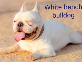 The Enigmatic White French Bulldog: A Complete Information