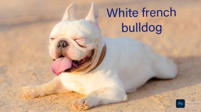 The Enigmatic White French Bulldog: A Complete Information