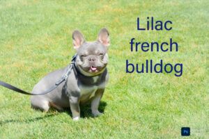 The Distinctive Attraction of the Lilac French Bulldog